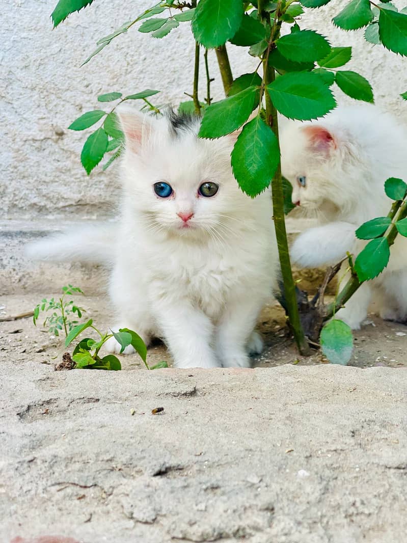 Persian kitten odd eyes female kitten 1