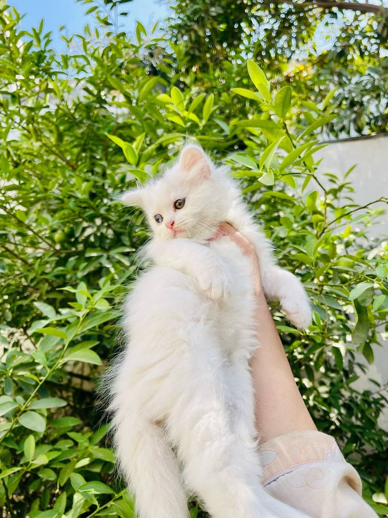 Persian kitten odd eyes female kitten 3