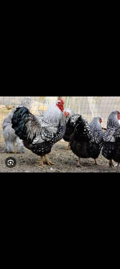 WYNDONT/BRAMA CHICKS