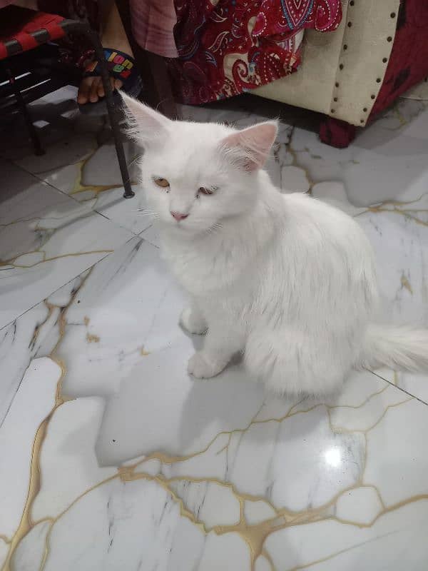 Persian Female Car 5