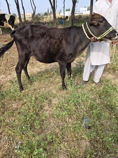 jersey fresian cross heifer