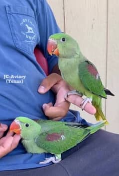 Raw parrots chicks available