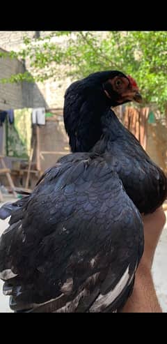 Old bloodline aseel madi