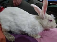 rabbit