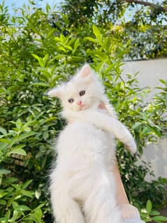 Persian Odd eyes Kitten Female