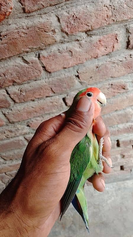peach face par balu 03024970447 11