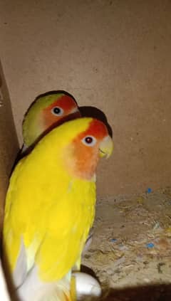 parrots
