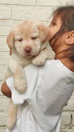 Labrador female pup available show quality puppies champion parents