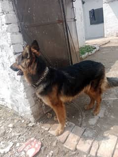female German shepherd