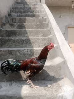 Aseel Hen for sale age 1.5 year