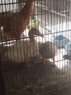 m duck ky bachy sell kra hu 3 fafty k h