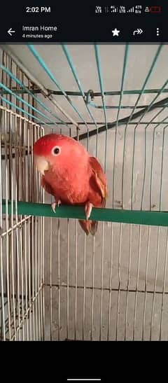 red factor