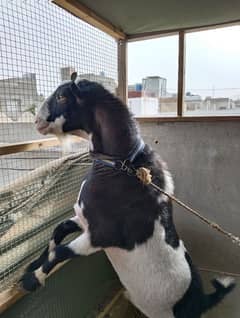 Black Ablak Tedda, Gulabi Breeder, Gulabi Bakri
