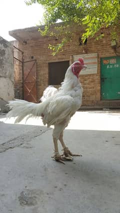 heera aseel