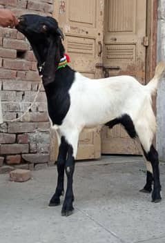 Desi Bakra