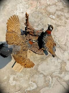 Pair