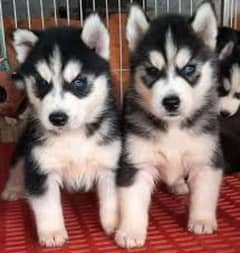 Siberian husky puppies for sale