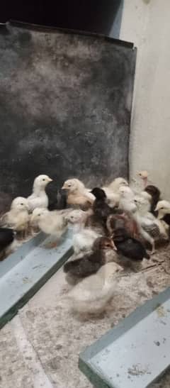 dasi chiks 15 days old