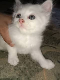 beautiful White and black cats