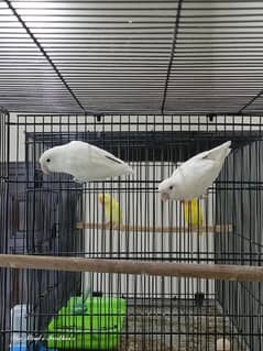 love birds breeder pair available with box some pair with egg