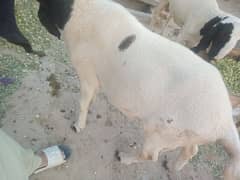 pure kajly chatry joriii qurbani k lye age 12.13month