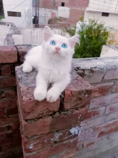 for sale