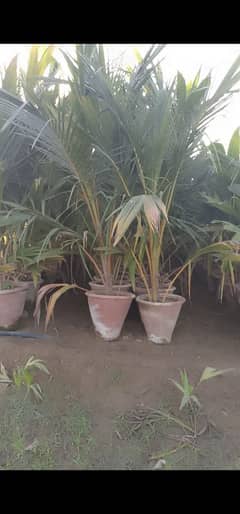 coconut