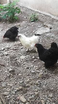 black bentum 2 female 1 male. . 2no anday da rahe hain
