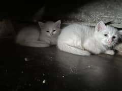Kitten