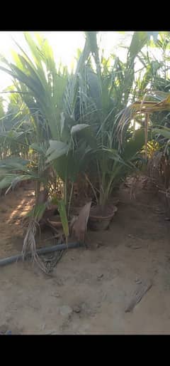 coconut