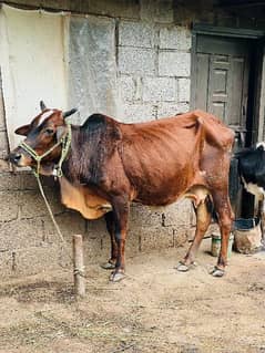 cow