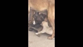 3 weeks old Belgian Malanois Shepherd puppy dogs for Sale