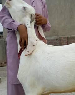 Helthy bakrey