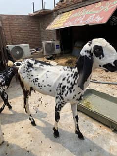 2 bari bakri our 4 bachae he 2 female 2 male