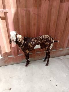 Goat Qurbani