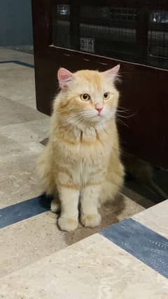 Persian cat adult Male for sale  Brown colour  Double coat  Age 1 year