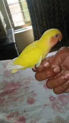 Lutino