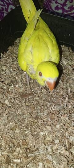 yellow ringneck parrot chick