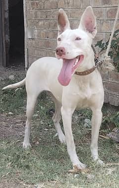 pure kohati gultair female for sale