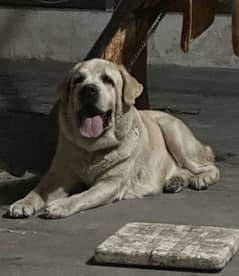 Male pedigree available for cross not for sale