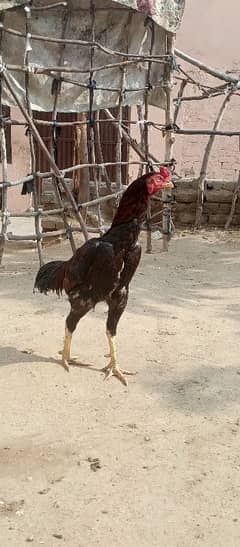 aseel