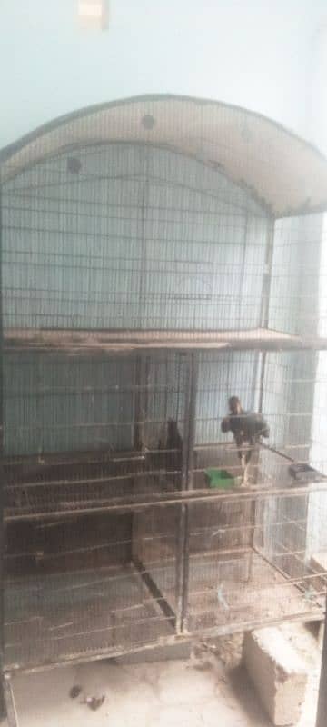 hen for chick 0
