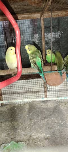 parrot