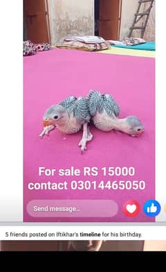 Desi parot