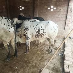 2 daant wacahy for sale