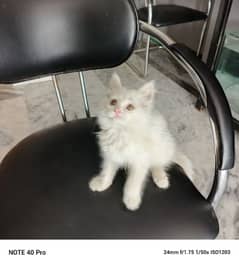 persian