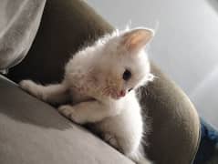 Persian kitten@ Perisan kitten@ kitten@ Siamese@ blue@ male@coat@white
