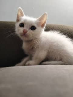 Persian kitten | Triple coat Kitten | Siamese | Blue Eyes | white| Cat