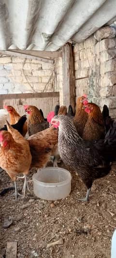 golden misri hens for sale