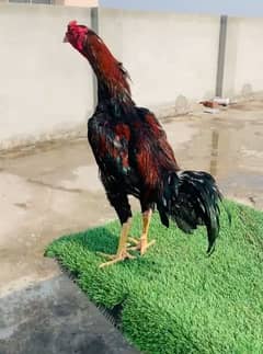 Turkish